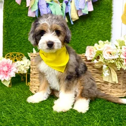 Male Aussie-Poo puppy named Spot for sale at Puppy Dreams Puyallup.
