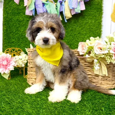 Male Aussie-Poo puppy named Spot for sale at Puppy Dreams Puyallup.