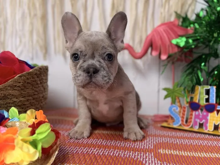 Male French Bulldog puppy named Prada for sale at Puppy Dreams Puyallup.