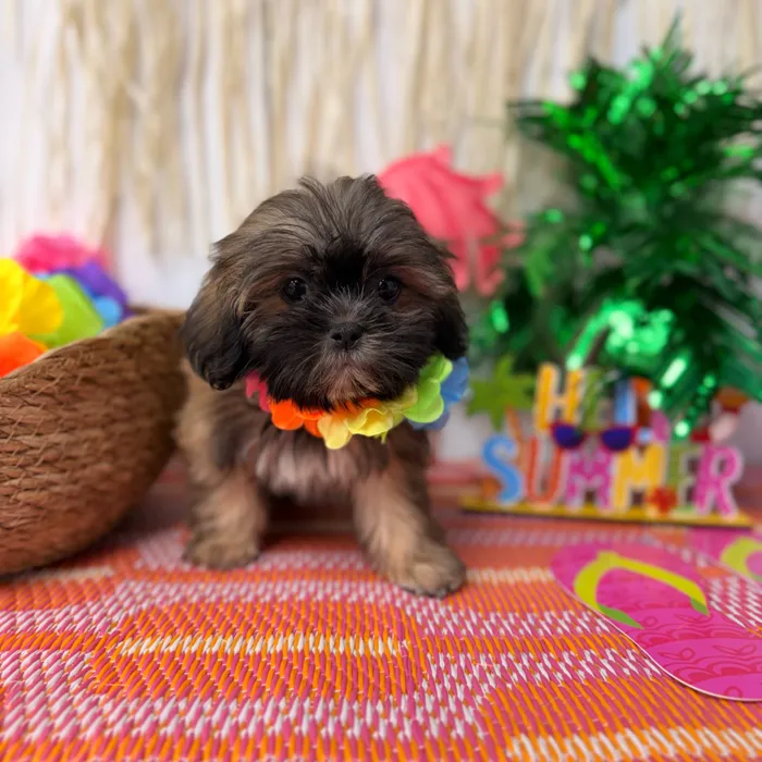 Male Shih Tzu puppy named Bean for sale at Puppy Dreams Puyallup.