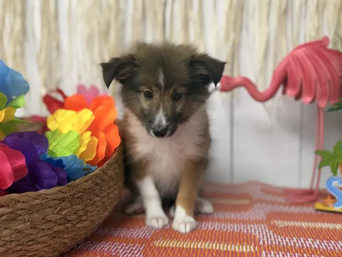 Male Sheltie puppy named Timber for sale at Puppy Dreams Puyallup.