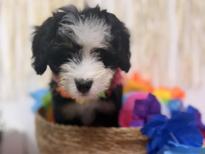 Female Bernedoodle puppy named Millie for sale at Puppy Dreams Puyallup.