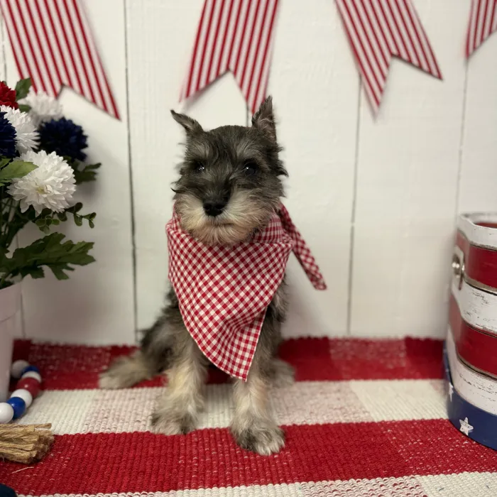 Male Mini Schnauzer puppy named Smokey for sale at Puppy Dreams Puyallup.