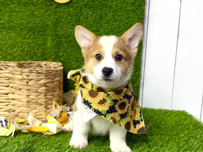 Male American Corgi puppy named Loki for sale at Puppy Dreams Puyallup.