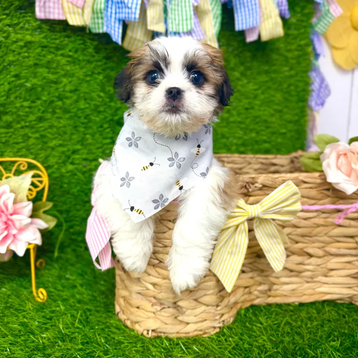 Male Teddy Bear puppy named Maverick for sale at Puppy Dreams Puyallup.