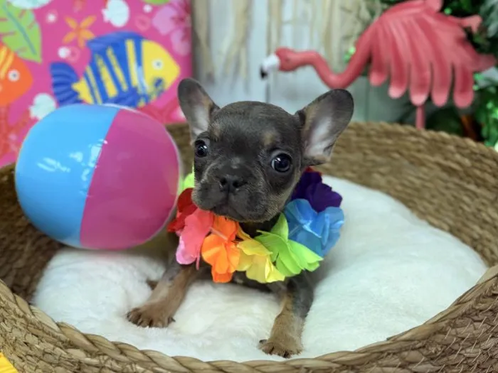 Male French Bulldog puppy named Duke for sale at Puppy Dreams Puyallup.