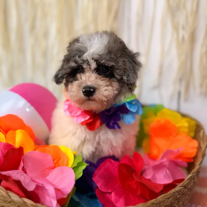 Male Mini Poodle puppy named Bingo for sale at Puppy Dreams Puyallup.
