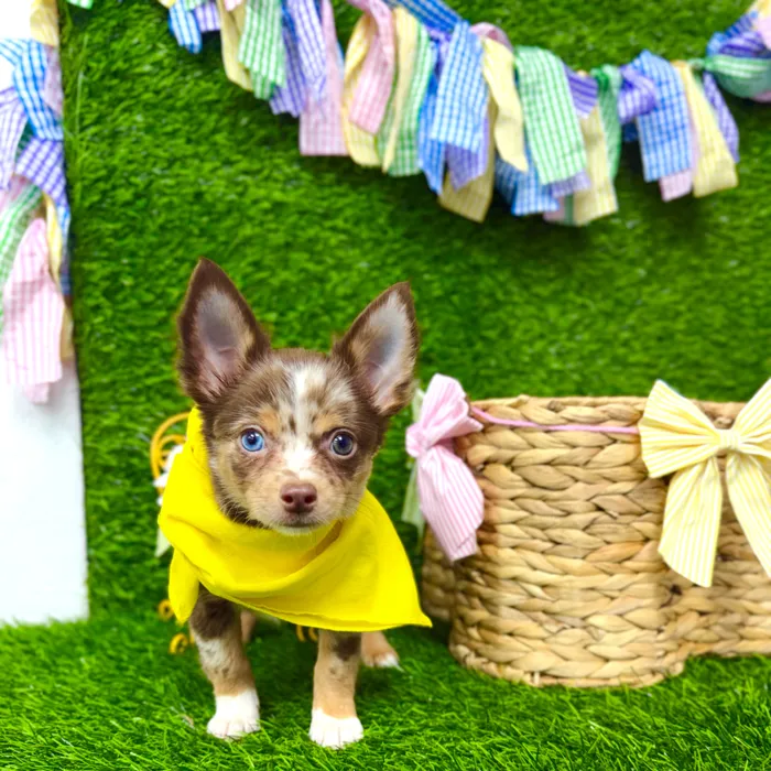 Male Chihuahua puppy named Patches for sale at Puppy Dreams Puyallup.