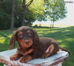Female Dachshund puppy named Zira for sale at Puppy Dreams Puyallup.