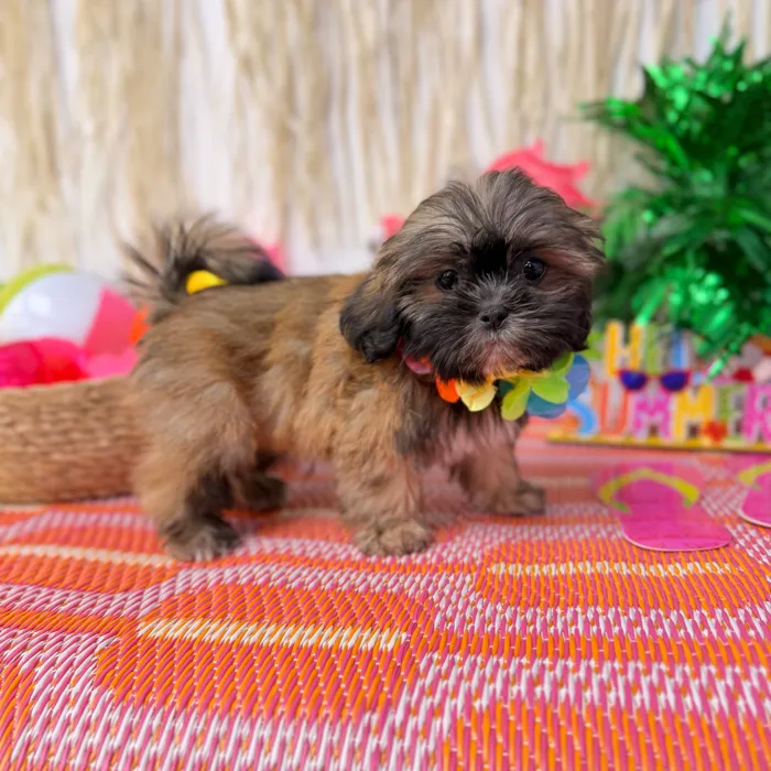 Male Shih Tzu puppy named Bean for sale at Puppy Dreams Puyallup.