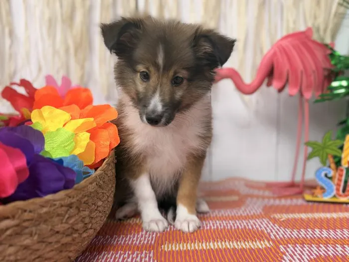 Male Sheltie puppy named Timber for sale at Puppy Dreams Puyallup.