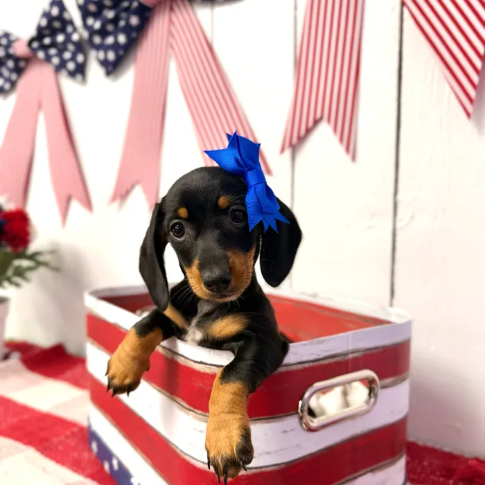 Female Dachshund puppy named Ivy for sale at Puppy Dreams Puyallup.