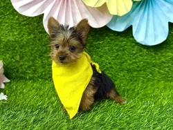 Male Yorkie puppy named Clyde for sale at Puppy Dreams Puyallup.