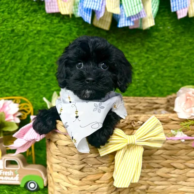 Male Cavapoo puppy named Bear for sale at Puppy Dreams Puyallup.