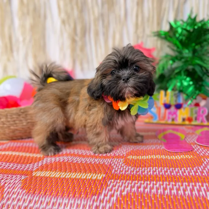 Male Shih Tzu puppy named Bean for sale at Puppy Dreams Puyallup.