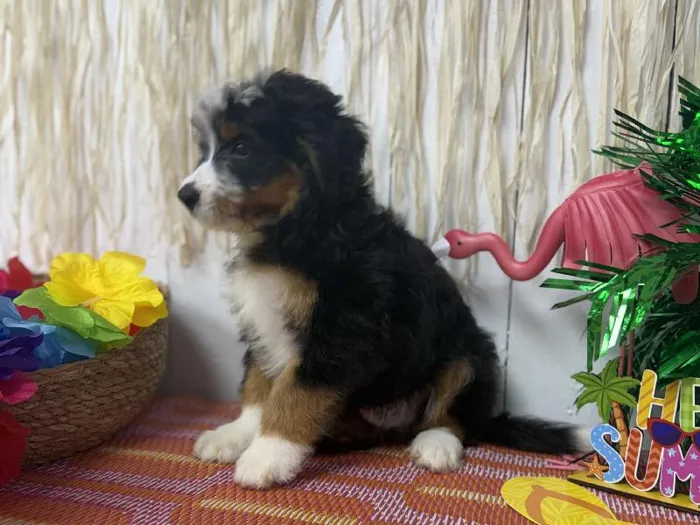 Male Bernedoodle puppy named Milo for sale at Puppy Dreams Puyallup.