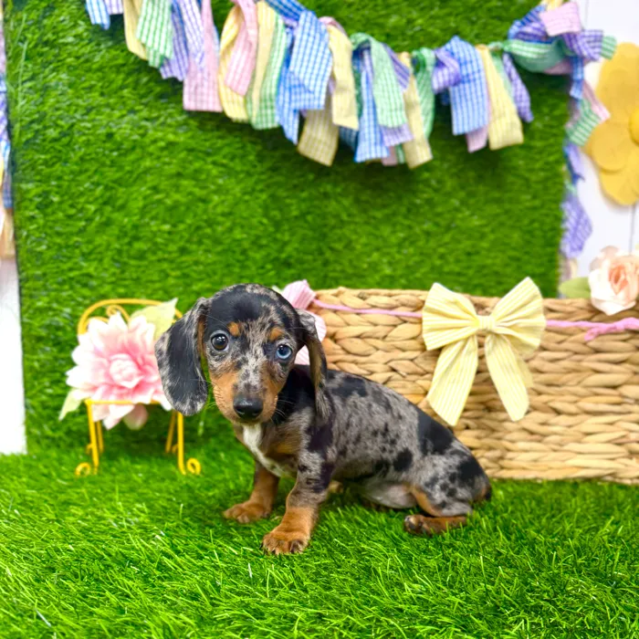 Female Dachshund puppy named Sarabi for sale at Puppy Dreams Puyallup.