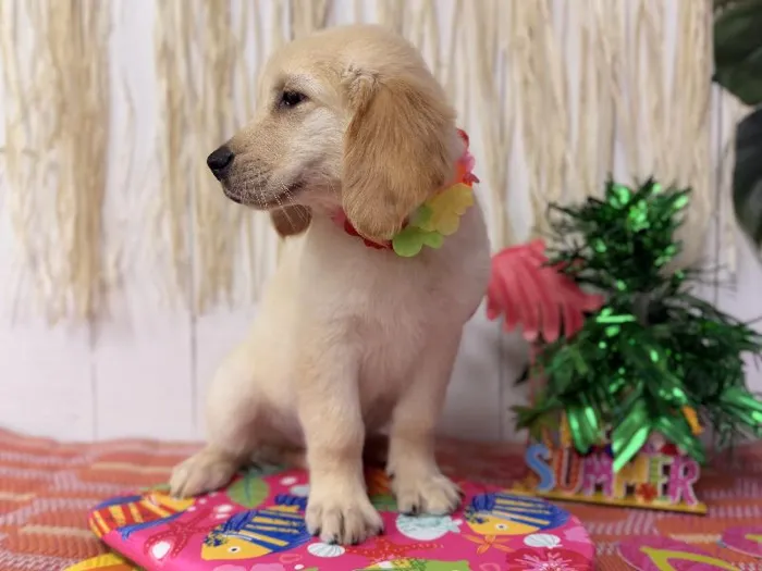 Male Golden Retriever puppy named Charlie for sale at Puppy Dreams Puyallup.