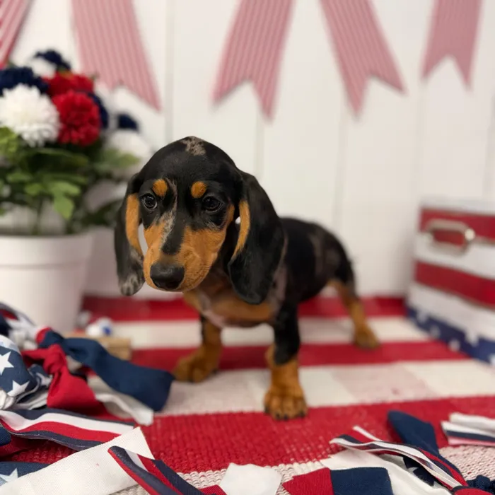 Female Dachshund puppy named Luna for sale at Puppy Dreams Puyallup.