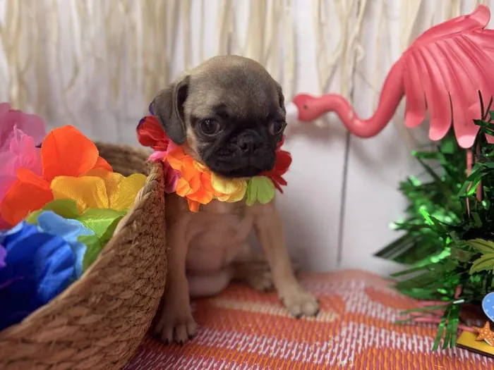 Female Pug puppy named Diva for sale at Puppy Dreams Puyallup.