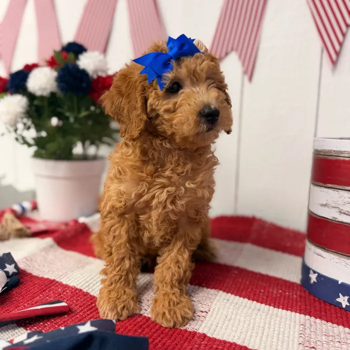 Female Mini Goldendoodle puppy named Maple for sale at Puppy Dreams Puyallup.