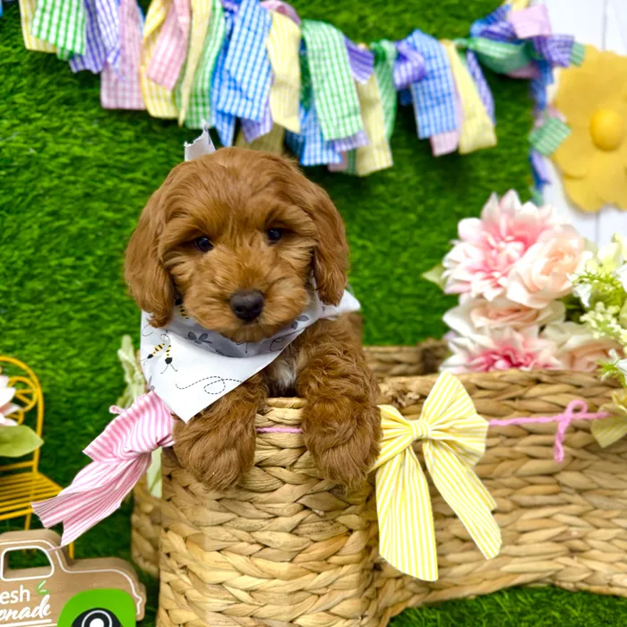 Male Cockapoo puppy named Copper for sale at Puppy Dreams Puyallup.