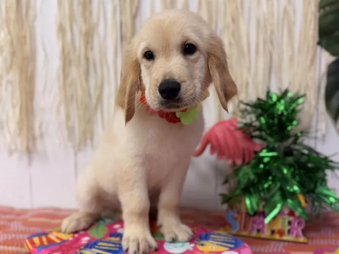 Male Golden Retriever puppy named Charlie for sale at Puppy Dreams Puyallup.