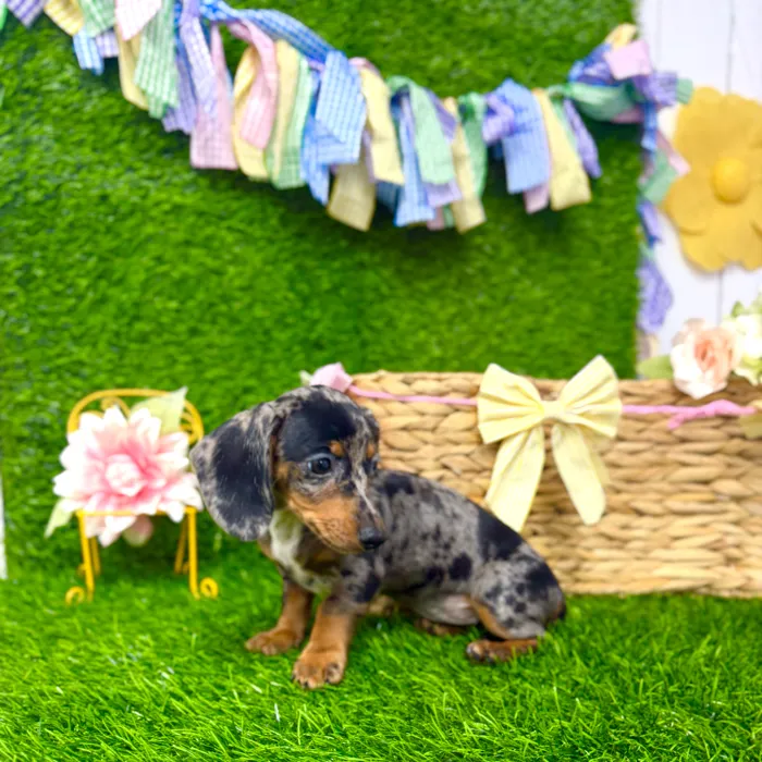 Female Dachshund puppy named Sarabi for sale at Puppy Dreams Puyallup.