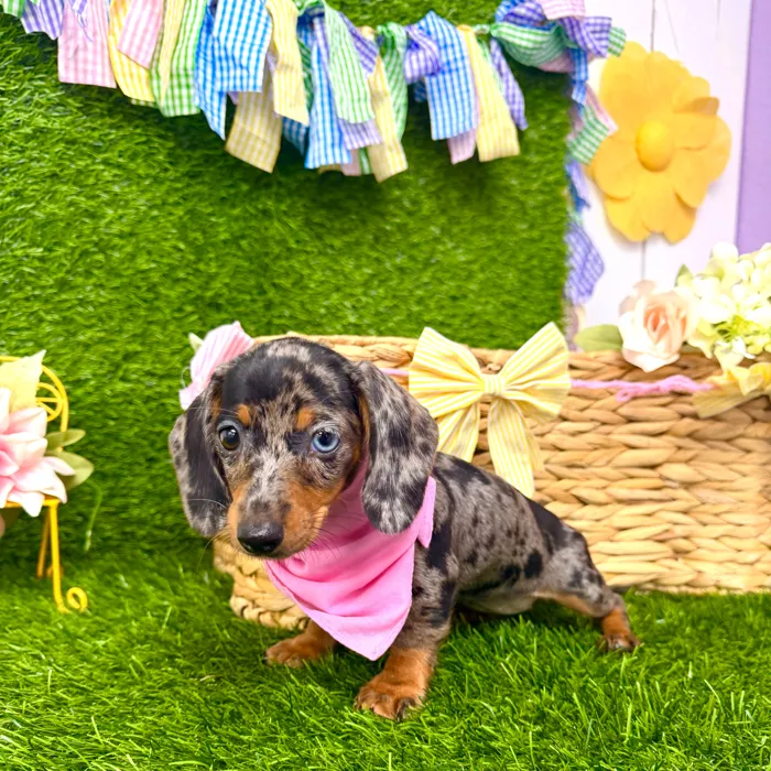 Female Dachshund puppy named Sarabi for sale at Puppy Dreams Puyallup.