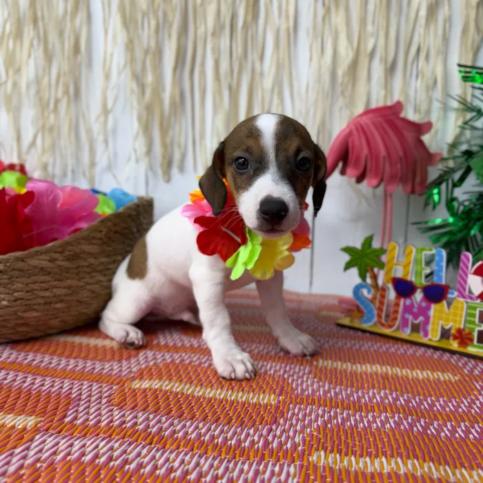 Male Jack Russell Terrier puppy named Jax for sale at Puppy Dreams Puyallup.