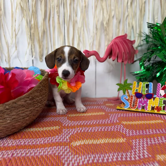 Male Jack Russell Terrier puppy named Jax for sale at Puppy Dreams Puyallup.