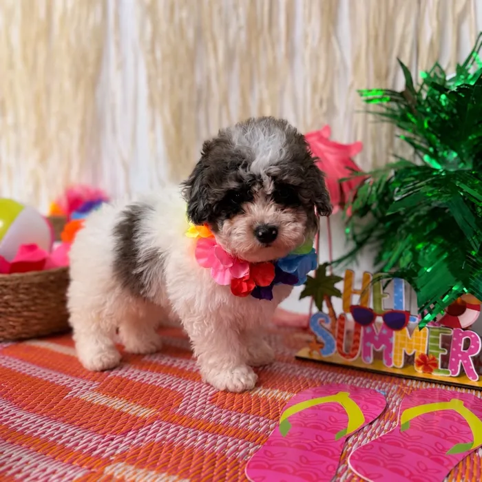 Male Mini Poodle puppy named Bingo for sale at Puppy Dreams Puyallup.