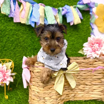 Male Morkie puppy named River for sale at Puppy Dreams Puyallup.