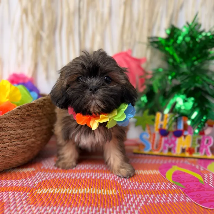 Male Shih Tzu puppy named Bean for sale at Puppy Dreams Puyallup.