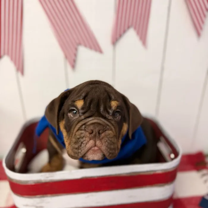 Male English Bulldog puppy named Hershey for sale at Puppy Dreams Puyallup.
