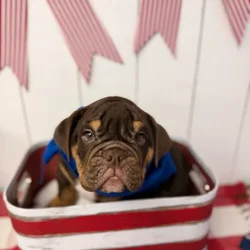 Male English Bulldog puppy named Hershey for sale at Puppy Dreams Puyallup.