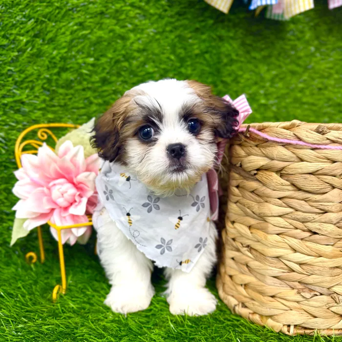 Male Teddy Bear puppy named Maverick for sale at Puppy Dreams Puyallup.