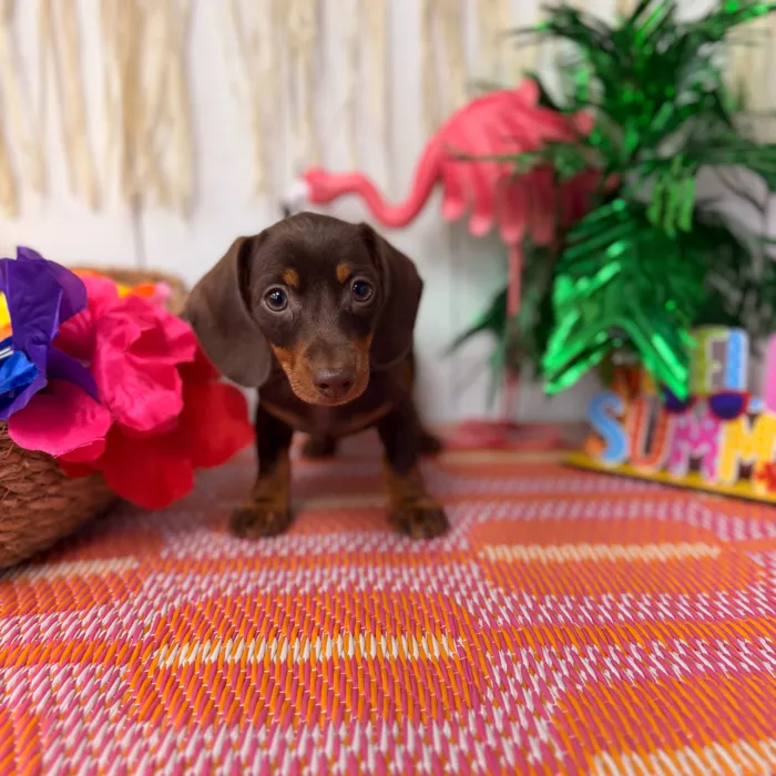 Female Dachshund puppy named Pecan for sale at Puppy Dreams Puyallup.