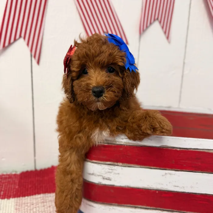 Female Mini Poodle puppy named Butter for sale at Puppy Dreams Puyallup.