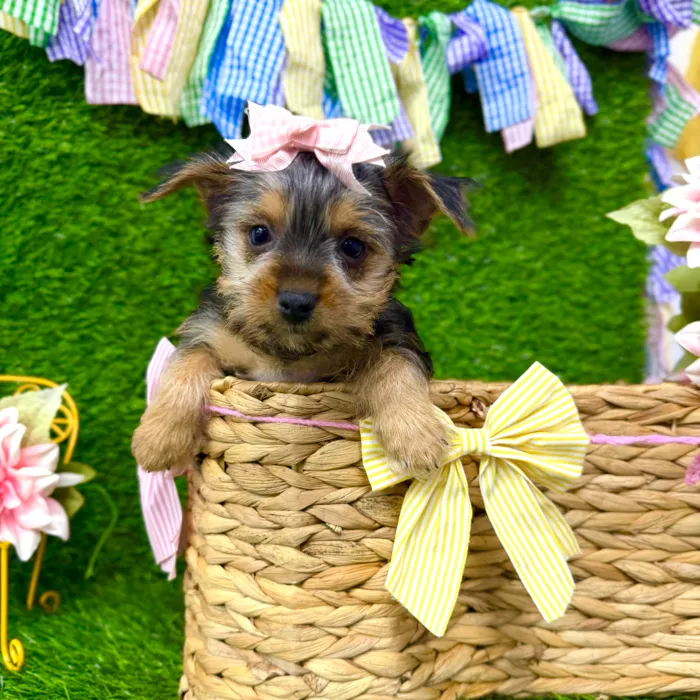 Female Yorkie-Chihuahua-Maltese Mix puppy named Pancakes for sale at Puppy Dreams Puyallup.