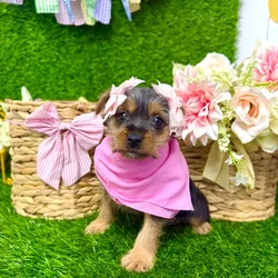 Female Yorkie-Chihuahua-Maltese Mix puppy named Brownie for sale at Puppy Dreams Puyallup.
