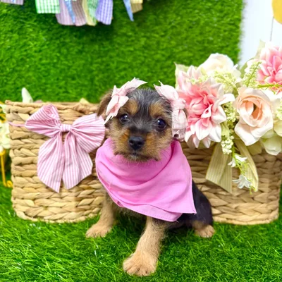 Female Yorkie-Chihuahua-Maltese Mix puppy named Brownie for sale at Puppy Dreams Puyallup.