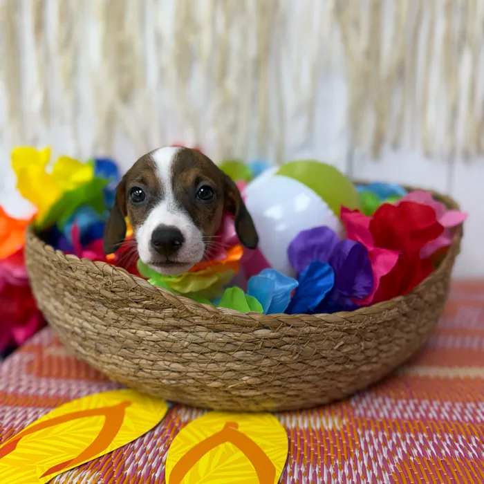 Male Jack Russell Terrier puppy named Jax for sale at Puppy Dreams Puyallup.