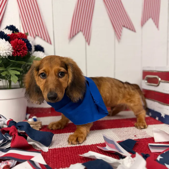 Male Dachshund puppy named Rocket for sale at Puppy Dreams Puyallup.