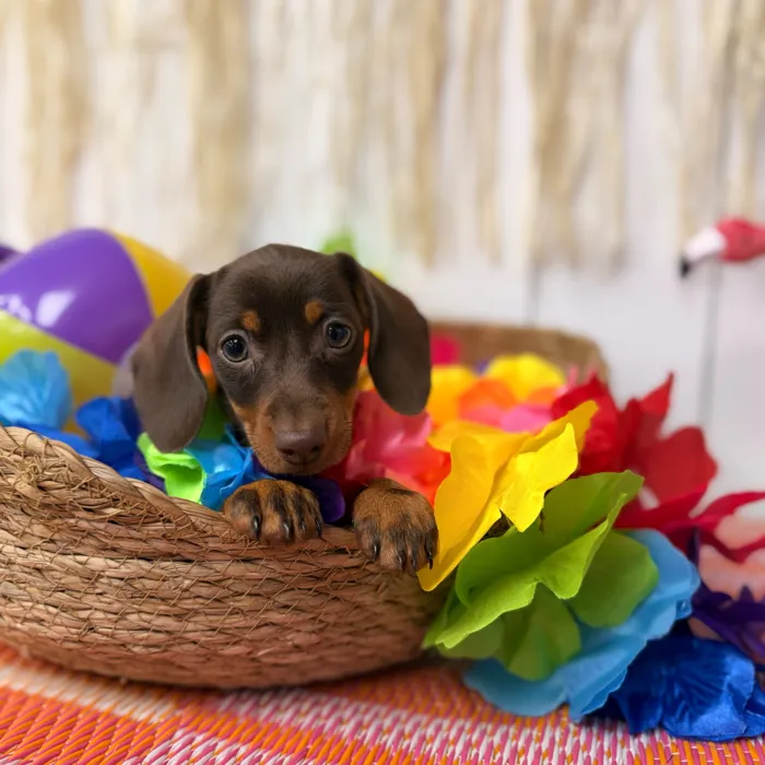 Female Dachshund puppy named Pecan for sale at Puppy Dreams Puyallup.