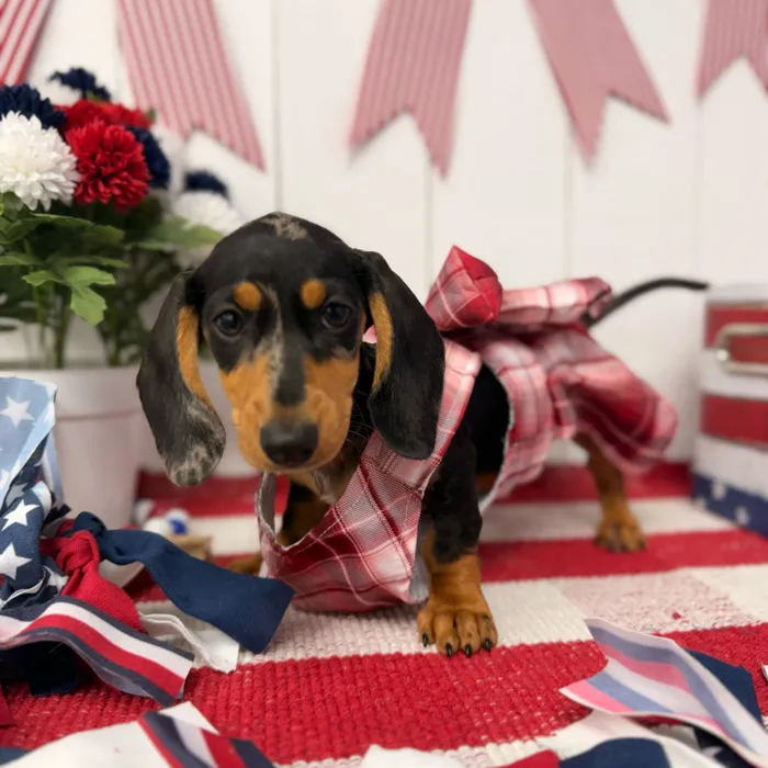 Female Dachshund puppy named Luna for sale at Puppy Dreams Puyallup.