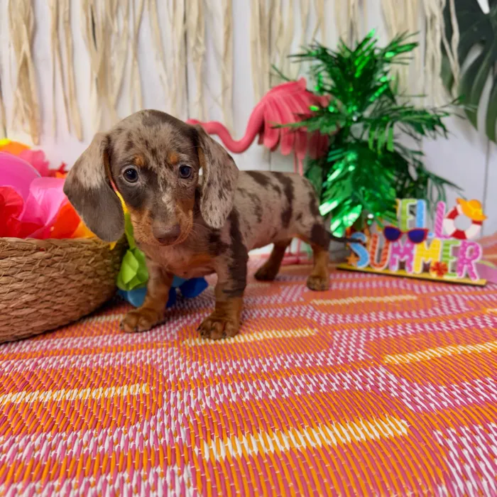 Female Dachshund puppy named Almond for sale at Puppy Dreams Puyallup.