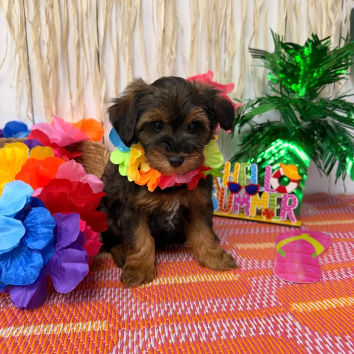 Male Schnoodle puppy named Whiskey for sale at Puppy Dreams Puyallup.