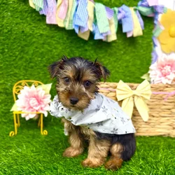 Male Morkie puppy named River for sale at Puppy Dreams Puyallup.