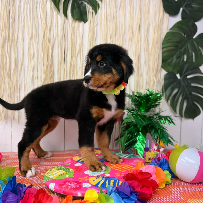 Male Bernese Mountain Dog puppy named Tucker for sale at Puppy Dreams Puyallup.